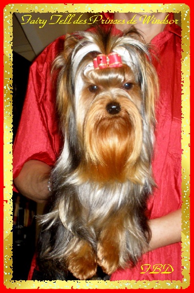  Auteur : LES PRINCES DE WINDSOR