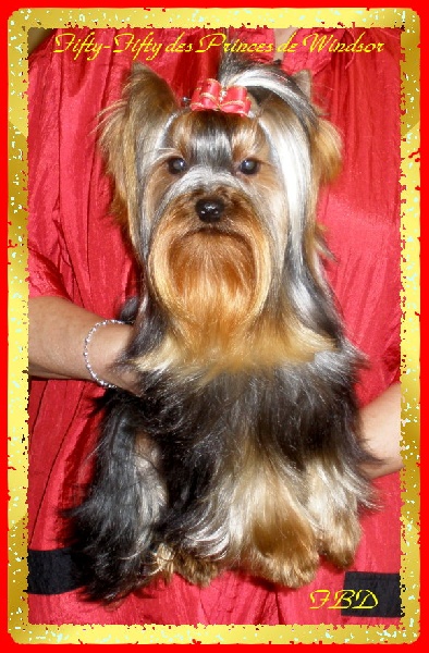 Fifty-fifty des Princes de Windsor