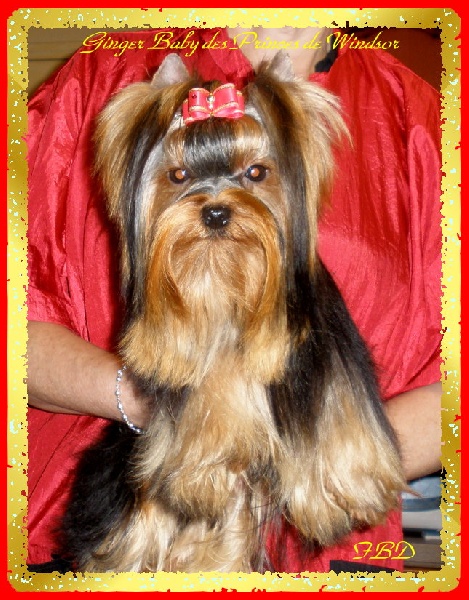  Auteur : LES PRINCES DE WINDSOR