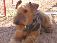 Étalon Airedale Terrier - Eclipse (Sans Affixe)