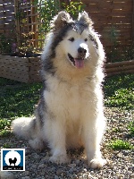 Étalon Alaskan Malamute - Aniuk (Sans Affixe)