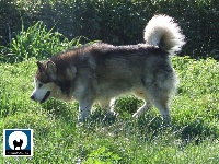 Étalon Alaskan Malamute - Tanook des rives du haut Verdon