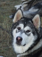 Étalon Alaskan Malamute - of Red Eyes Woolf Shadow Greystoke