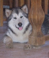 Étalon Alaskan Malamute - Del bagio Sheyka