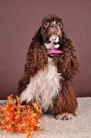 Étalon American Cocker Spaniel - Titre Initial Veryvigie dear miss mona
