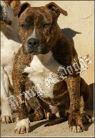 Étalon American Staffordshire Terrier - Army Of Doggz Gargoyle