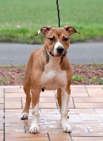 Étalon American Staffordshire Terrier - Get the best Des Belles Pattes