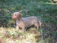 Étalon Basset fauve de Bretagne - Galice De La Forêt Des Sources