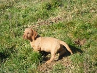 Étalon Basset fauve de Bretagne - Goony De La Forêt Des Sources