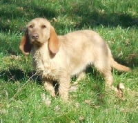 Étalon Basset fauve de Bretagne - Gitane du rallye saint paul