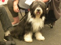 Étalon Bearded Collie - Elfe starlette in love Pillywiggins