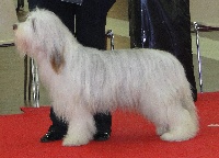 Étalon Bearded Collie - Victory wind's Fascination lovely daphnée