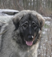 Étalon Berger Yougoslave de Charplanina - CH. Efoly's Djinn