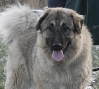 Étalon Berger Yougoslave de Charplanina - Efoly's Caoua