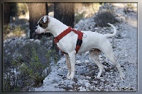 Étalon Bouledogue americain - shetan bulls Baby wishbone