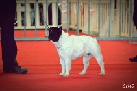 Étalon Bouledogue français - Gusiluz Del Golfo De Roses