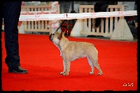 Étalon Bouledogue français - Glamour Del Golfo De Roses