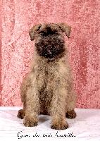 Étalon Bouvier des Flandres - Gora des trois bouteilles