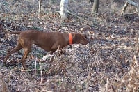 Étalon Braque hongrois à poil court (Vizsla) - Devinette du fond de chouck