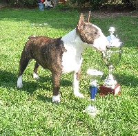 Étalon Bull Terrier Miniature - Fantastic girl Of Honey's Bulls