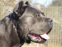 Étalon Cane Corso - Diesel dell antiqua apulia