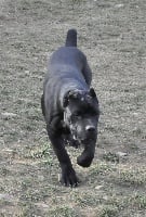 Étalon Cane Corso - Natasha strajano