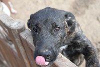 Étalon Cao Fila de São Miguel - Guévara des cadeous (Sans Affixe)