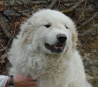 Étalon Chien de Montagne des Pyrenees - Estavar da Serra do Mar