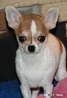 Étalon Chihuahua - strana chudes Victoire