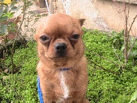 Étalon Chihuahua - Guizmo du Clos de Mon Desir