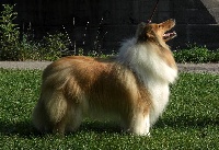 Étalon Colley à poil long - Edgy Of slatestone