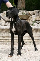 Étalon Dogue allemand - One old pink house