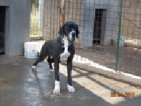 Étalon Dogue allemand - Iva - n Dell'alto Feudo