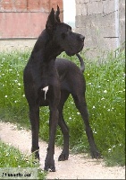 Étalon Dogue allemand - CH. Ada dream Torre Di Nebbia