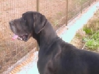 Étalon Dogue allemand - Zelda - n Torre Di Nebbia