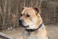 Étalon Dogue de Majorque - Jagger Cadeous des htes-fagnes