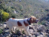 Étalon Epagneul Breton - TR. Dido de keranlouan