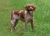 Étalon Epagneul Breton - CH. Iska de El Matochar