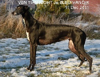 Étalon Greyhound - CH. Int. fr. b. nl. lux. seudois, venitian night de Bleu Manoir