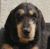 Étalon Griffon nivernais - Gibbs 1 du roc d'Eden