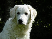 Étalon Kuvasz - barátságos bolyhos Jószy