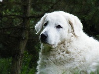 Étalon Kuvasz - CH. Eysha-bizsu vom drachenfels