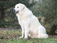 Étalon Kuvasz - CH. filonillan Dragam deri