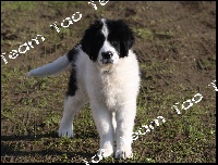 Étalon Landseer type continental europeen - Gaïa Titre Initial