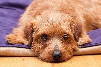 Étalon Norfolk Terrier - allright Crackerjack 'jack'