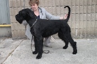 Étalon Schnauzer Geant - Jodie des Siwalik