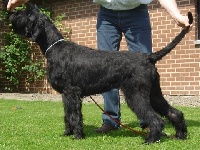 Étalon Schnauzer Geant - Dijn de stéphau (Sans Affixe)