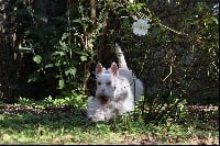 Étalon Scottish Terrier - Félicie du jardin des korrigans