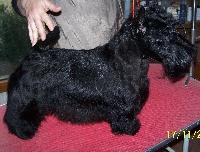 Étalon Scottish Terrier - Fanny du Mat des Oyats