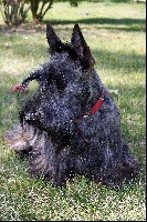 Étalon Scottish Terrier - Fancy that du Moulin de Mac Grégor